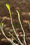 Carolina grasswort